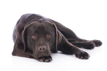 Müder Labrador