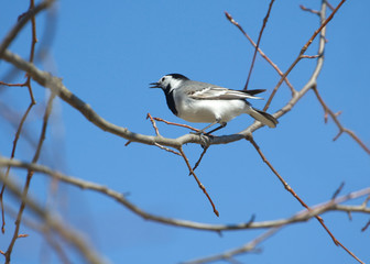 White wagtail bird sits on tree branch in spring