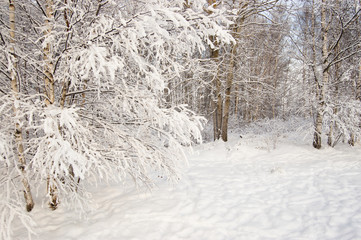winter landscape forest