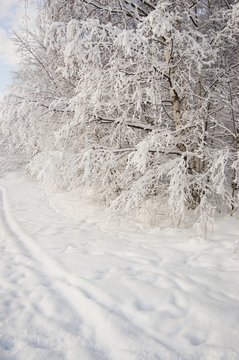 winter landscape track footsteps