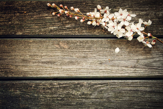 Cherry Flowers On Wooden Background