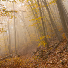 Landscape in wild autumnal foggy forest