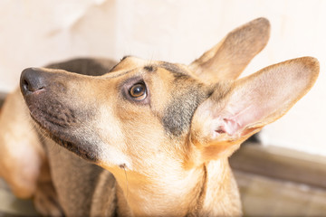 Fototapeta premium smart dog eyes