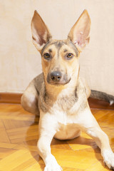 red dog lying on the floor old