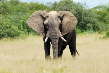 Fototapeta na wymiar Elephant bull