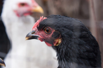 Live Chicken and cock on the farm