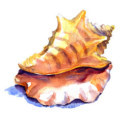 Seashell in close-up isolated on a white background