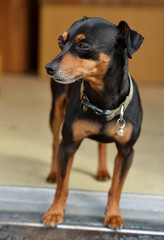 Obraz premium Pinscher nain