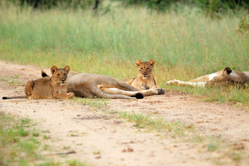 Lions resting on the road
