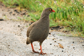 Red-billed francolin