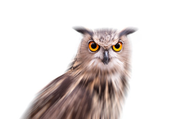 Eagle Owl
