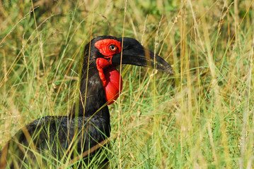 Ground hornbill in the tall grass