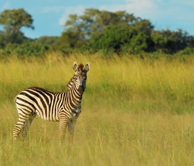 Zebra faol