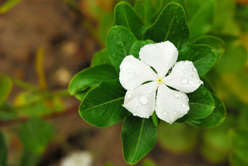 White flower and dew