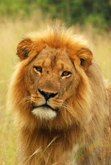 Fototapeta na wymiar Blond maned lion