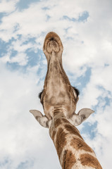 Giraffe Above