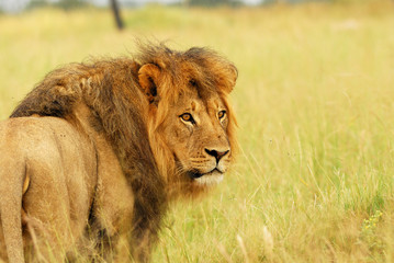 Male lion