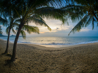 Coconut tree on the beach in Koh Samui