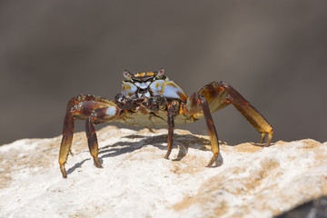 Sally Lightfoot Crab on a Rock