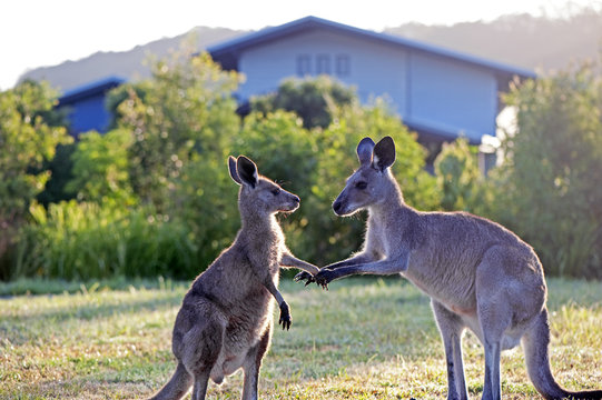 Kangaroos shake hands