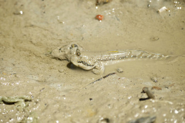 A Blue Spotted Mud Skipper