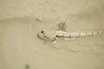 A Blue Spotted Mud Skipper