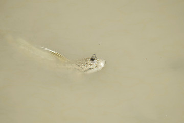 A Blue Spotted Mud Skipper