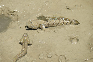 A Blue Spotted Mud Skipper