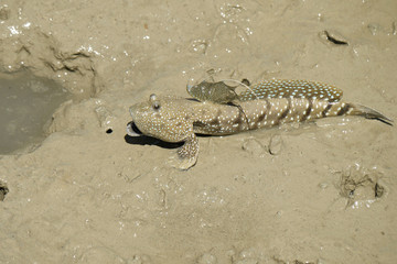 A Blue Spotted Mud Skipper