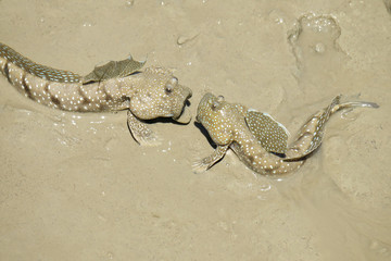 Portrait of a Blue Spotted Mud Skipper