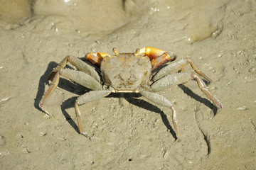Portrait of a Spider Crab