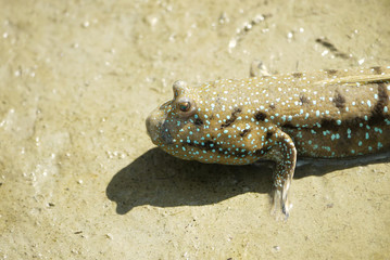 Portrait of a Blue Spotted Mud Skipper
