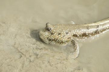 Portrait of a Blue Spotted Mud Skipper