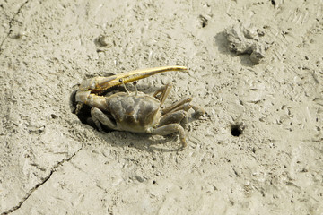 A Brown Fiddler Crab