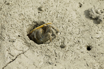 A Brown Fiddler Crab