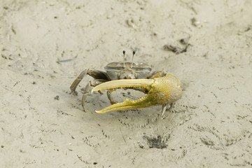 Portrait of  a Brown Fiddler Crab
