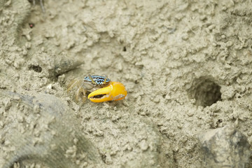 Portrait of  a Blue Fiddler Crab