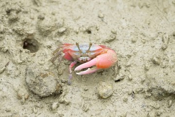 Portrait of  a Red Fiddler Crab