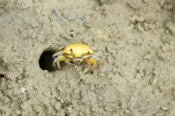 Portrait of  a Yellow Fiddler Crab