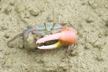 Portrait of  a Red Fiddler Crab