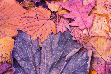 Abstract color autumn leaves