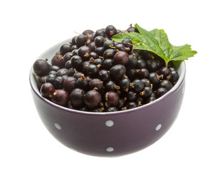 Black currant