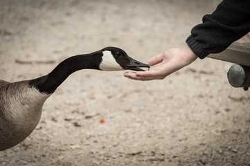 Canada goose eating out of hand