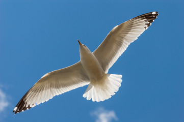 Seagul flying against a blue sky