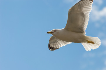 Seagul flying against a blue sky