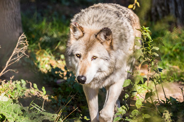 Timber wolf in the woods