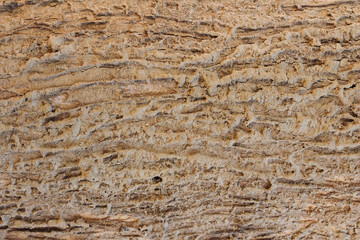 Termites eat the surface of wood