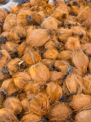 Fototapeta premium Coconuts at the coconut farm