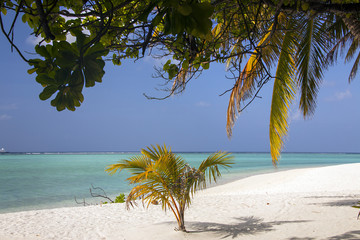 Obraz na płótnie Canvas Maldive, piccola palma sulla spiaggia