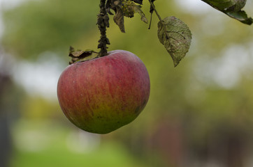 red apple on a branch